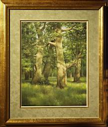 Ural Oaks (click here to see full size picture)